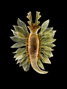 Harvell_5.1_spotted-sacoglossan-sea-slug_resized2