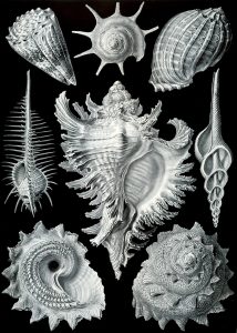 Haeckel_Prosobranchia