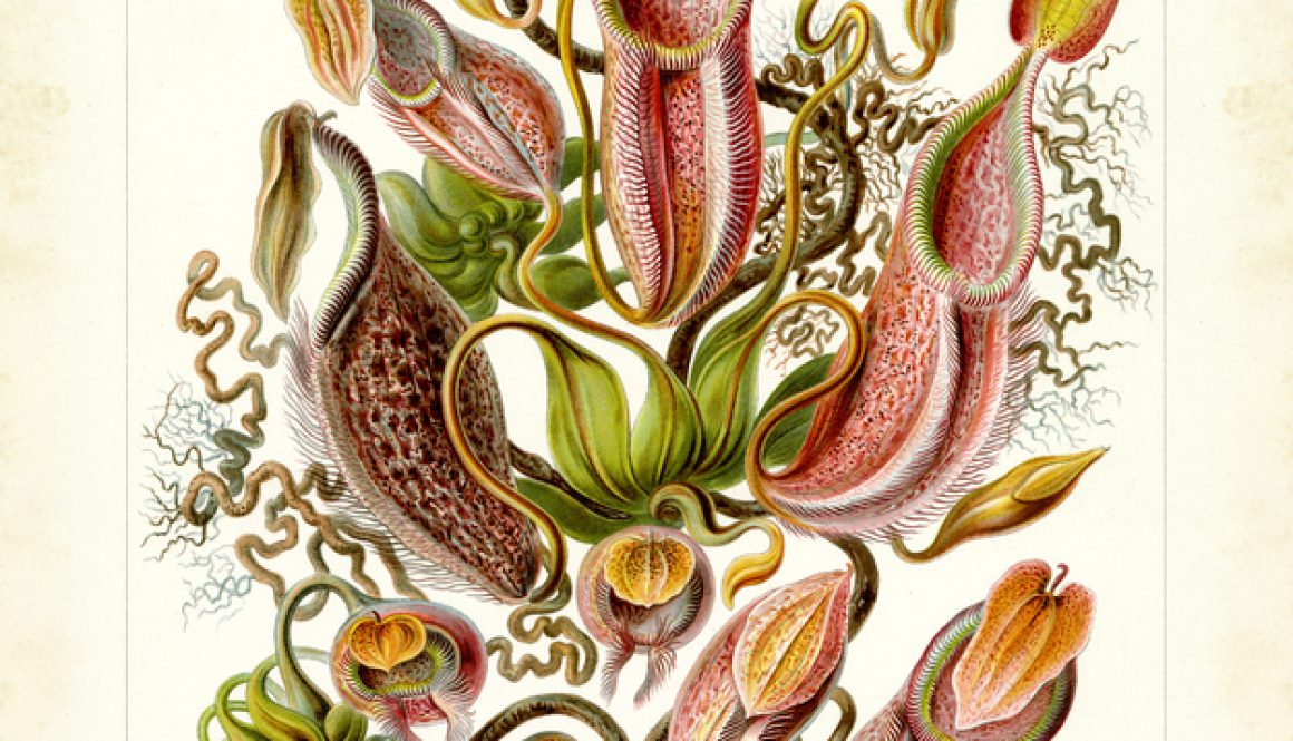 Ernst Haeckel, el arte de la ciencia