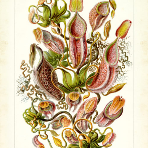 Ernst Haeckel, el arte de la ciencia